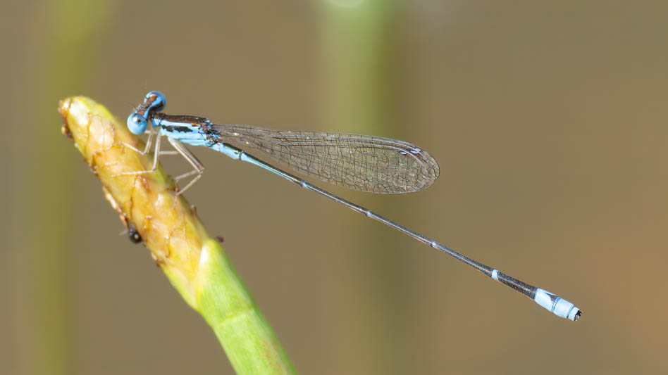 Nehalennia minuta (Tropical Sprite) male-3.jpg